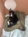 Gatinho frajola para adoção