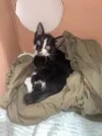 Gatinho frajola para adoção