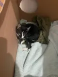 Gatinho frajola para adoção
