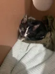 Gatinho frajola para adoção