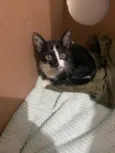 Gatinho frajola para adoção