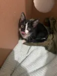 Gatinho frajola para adoção