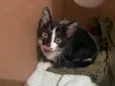 Gatinho frajola para adoção