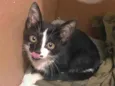 Gatinho frajola para adoção