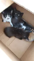 4 filhotes