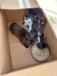 4 filhotes