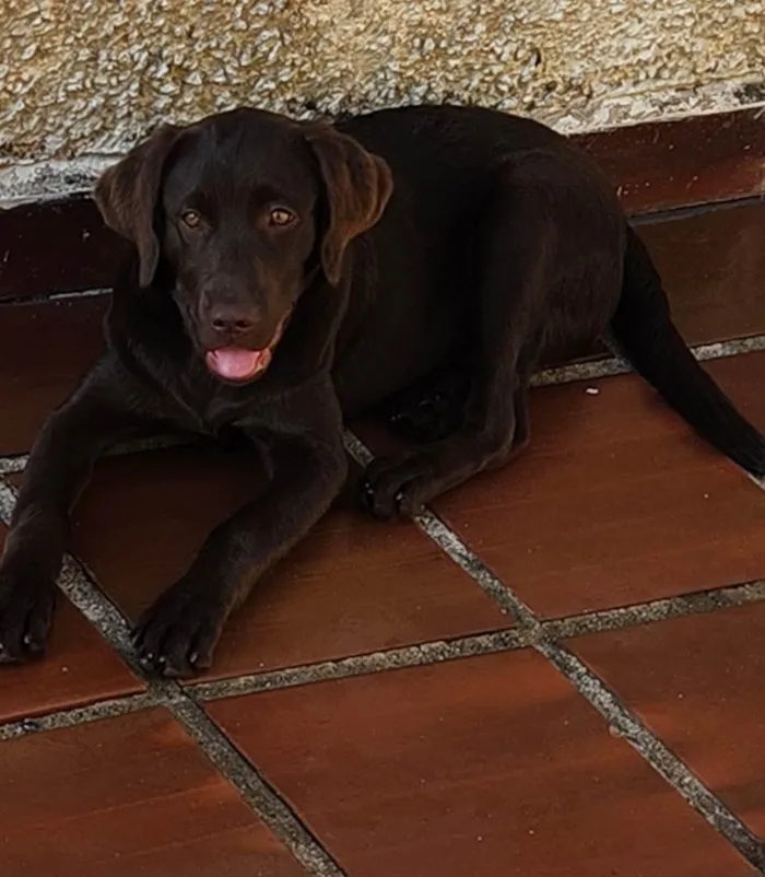 Cachorro ra a Labrador  idade 1 ano nome Will