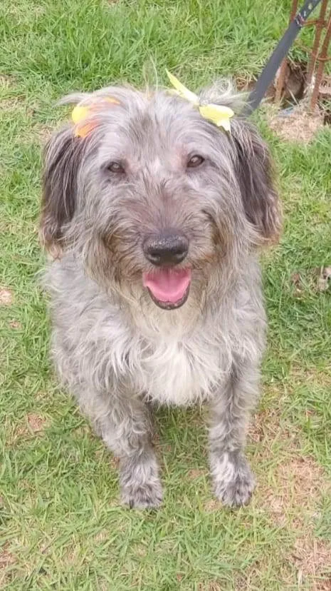 Cachorro ra a SRD-ViraLata idade 1 ano nome Maria
