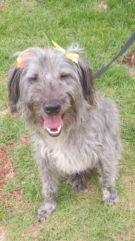 Cachorro ra a SRD-ViraLata idade 1 ano nome Maria