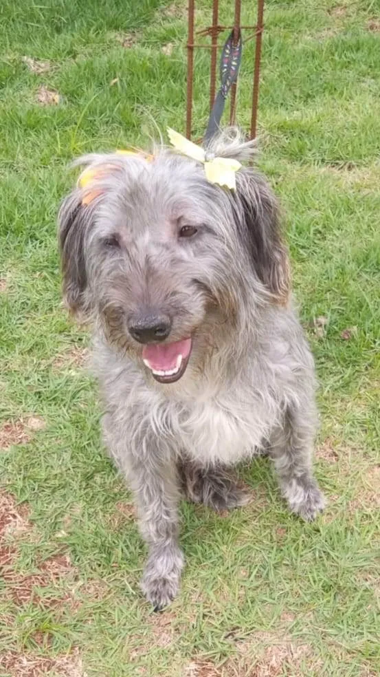 Cachorro ra a SRD-ViraLata idade 1 ano nome Maria