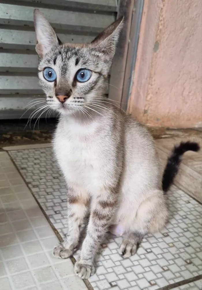 Gato ra a SRD-ViraLata idade 7 a 11 meses nome Maya 