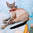 Maya
