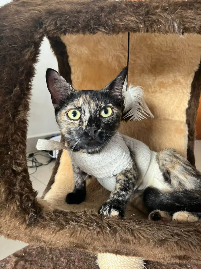Gato ra a SRD-ViraLata idade 7 a 11 meses nome MIA
