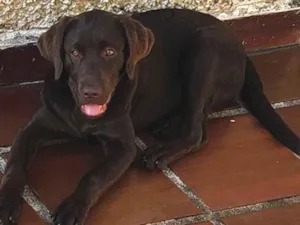 Cachorro raça Labrador  idade 1 ano nome Will