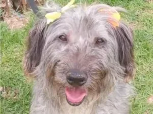 Cachorro raça SRD-ViraLata idade 1 ano nome Maria