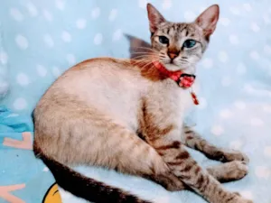Gato raça SRD-ViraLata idade 7 a 11 meses nome Maya 