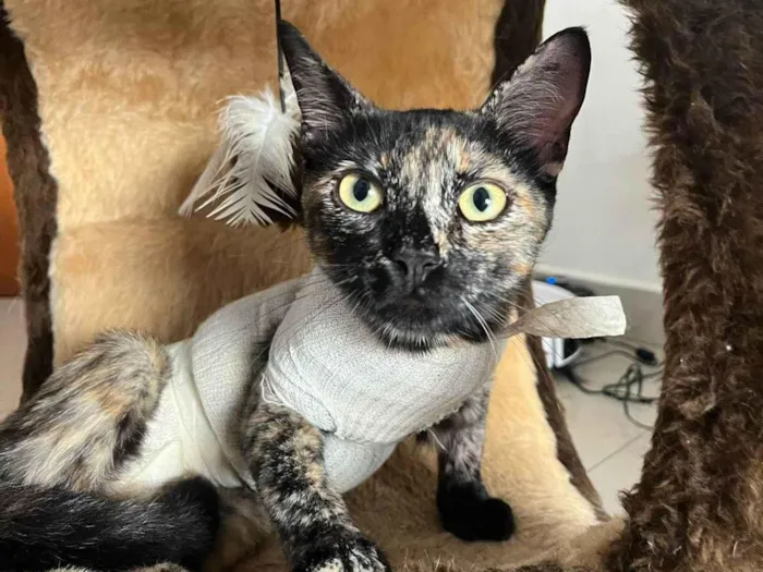 Gato ra a SRD-ViraLata idade 7 a 11 meses nome MIA