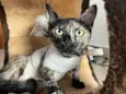 MIA