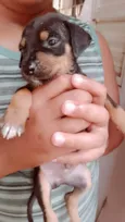 Lua,fred,Bob,mel,Lala,bela