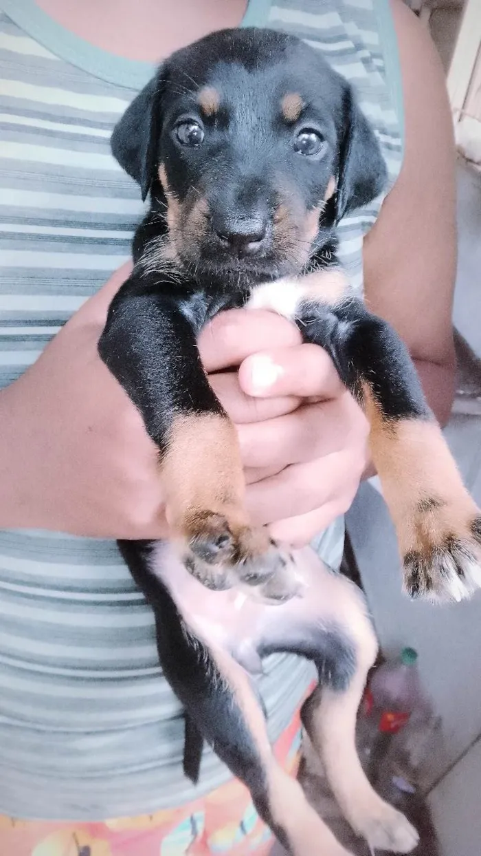 Cachorro ra a SRD-ViraLata idade 2 a 6 meses nome Lua,fred,Bob,mel,Lala,bela