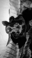 Lua,fred,Bob,mel,Lala,bela