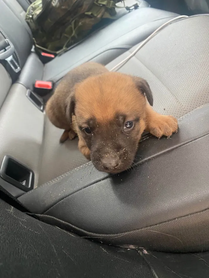 Cachorro ra a SRD-ViraLata idade 2 a 6 meses nome Fred