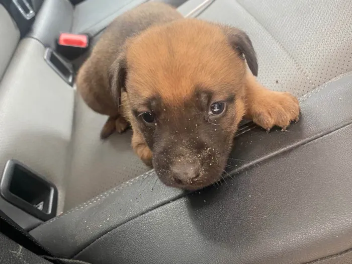 Cachorro ra a SRD-ViraLata idade 2 a 6 meses nome Fred