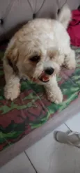Rahf 
