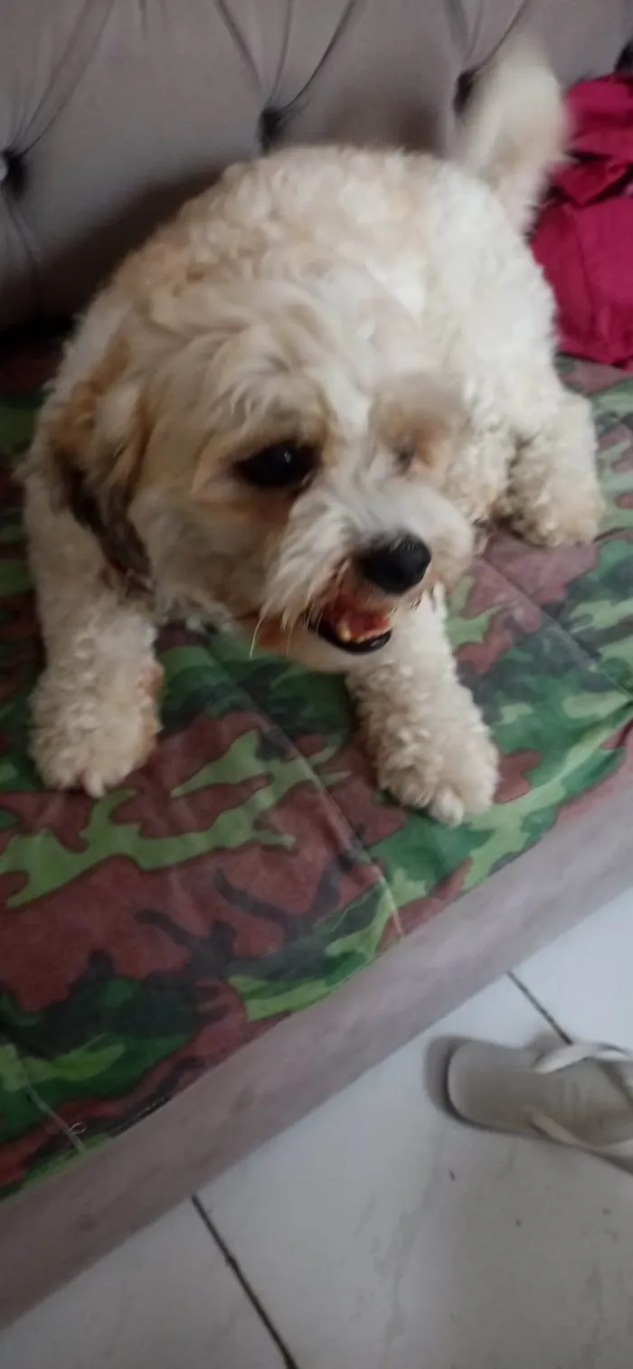 Cachorro ra a Poodle idade 3 anos nome Rahf 