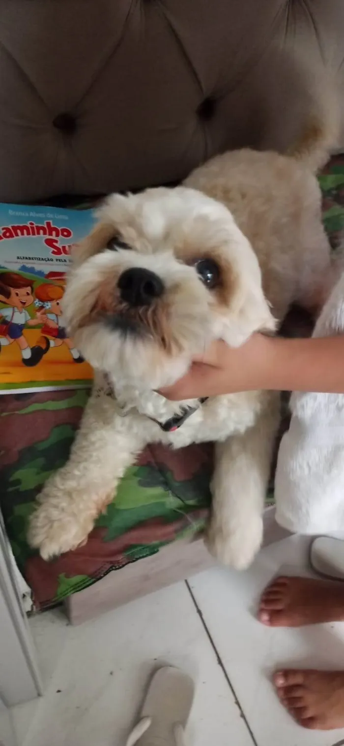 Cachorro ra a Poodle idade 3 anos nome Rahf 