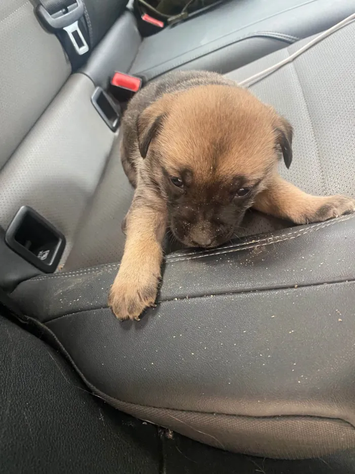 Cachorro ra a SRD-ViraLata idade 2 a 6 meses nome Ozzy