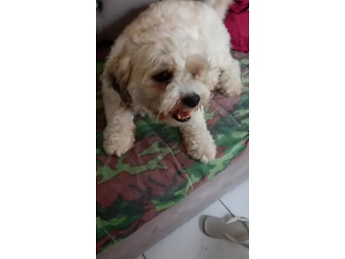 Cachorro ra a Poodle idade 3 anos nome Rahf 