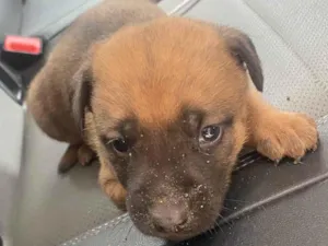 Cachorro raça SRD-ViraLata idade 2 a 6 meses nome Fred