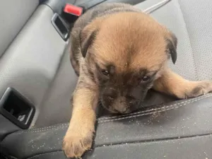 Cachorro raça SRD-ViraLata idade 2 a 6 meses nome Ozzy