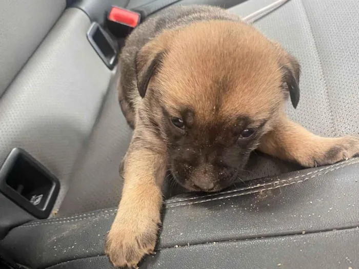 Cachorro ra a SRD-ViraLata idade 2 a 6 meses nome Ozzy