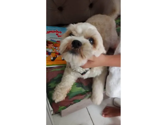 Cachorro ra a Poodle idade 3 anos nome Rahf 