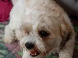 Cachorro raça Poodle idade 3 anos nome Rahf 