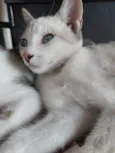 Mavii
