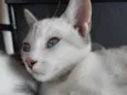 Mavii