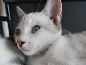 Gato raça SRD-ViraLata idade 2 a 6 meses nome Mavii