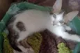 Mia