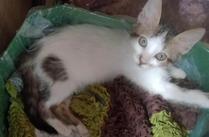 Gato ra a SRD-ViraLata idade 2 a 6 meses nome Mia