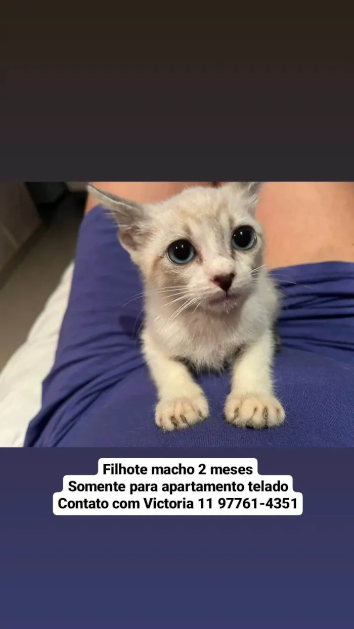 Gato ra a SRD-ViraLata idade Abaixo de 2 meses nome FILHOTE
