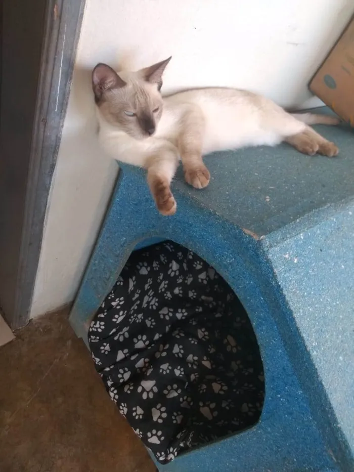 Gato ra a Vira lata  idade 2 a 6 meses nome Sem nome 