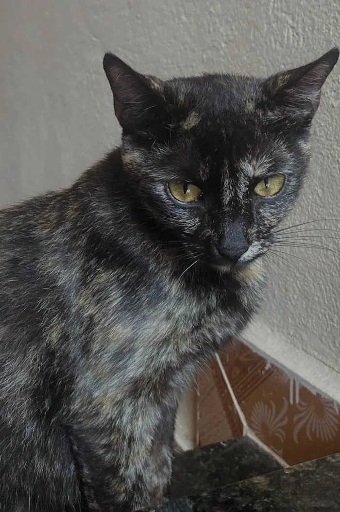 Gato ra a  idade 1 ano nome Tokio