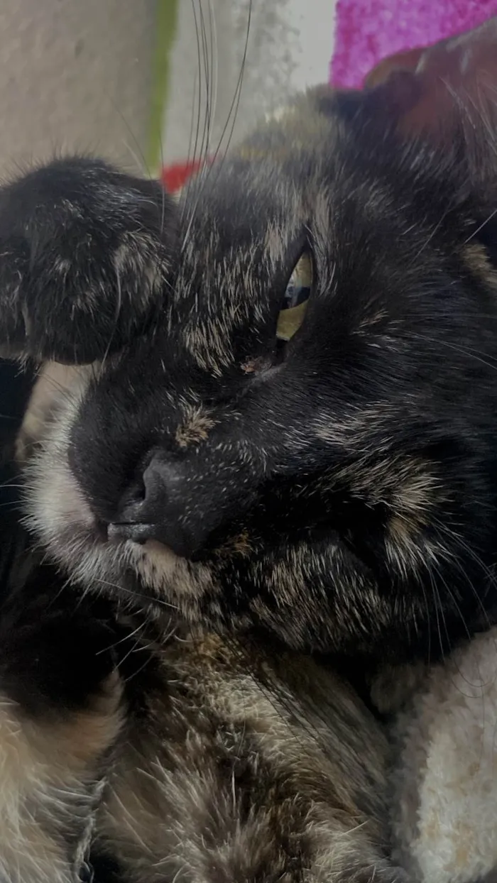 Gato ra a  idade 1 ano nome Tokio