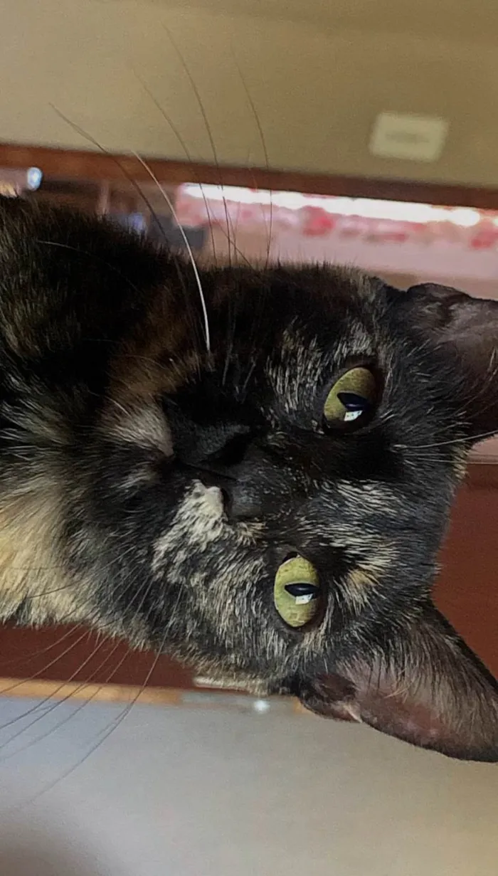 Gato ra a  idade 1 ano nome Tokio