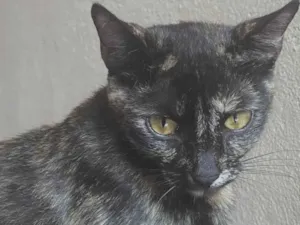 Gato raça  idade 1 ano nome Tokio