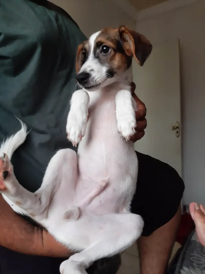 Cachorro ra a Pastor alemão  idade 2 a 6 meses nome Bruce