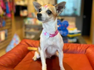 Cachorro raça Chuauá  idade 3 anos nome Zhoe